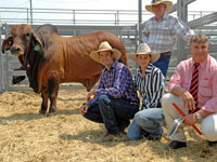 Fairy Springs Duracell 3606 (P) top priced bull 2011 Rockhampton Brahman Week sale $50000 with Eddie Streeter and buyers Clayton and Erin Curley, Gipsy Plains Cloncurry and Elers auctioneer Brian Wedemeyer.